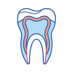 Cartoon tooth cross section with cavity on White Background