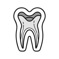 Tooth cross section in grayscale colors on White Background