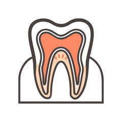 Illustration of a tooth anatomy on a White Background