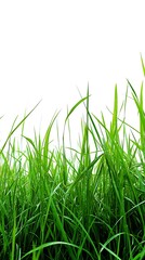 Obraz premium Vibrant blades of green grass stretch upwards toward a bright white sky background