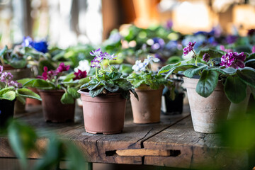 Potted pansies variety in plant nursery for flower sales, colorful blooms arranged for customer...