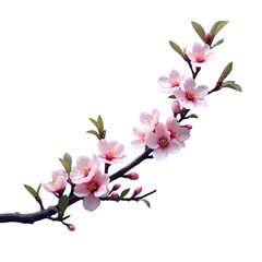 Delicate Pink Cherry Blossom Branch with Green Leaves
