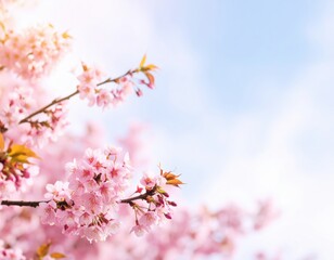 Pink Cherry Blossoms Against A Pastel Sky
