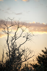 Obraz premium Birds in the sunset