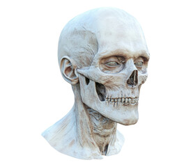 Realistic Human Skull Model for Educational and Medical Purposes
