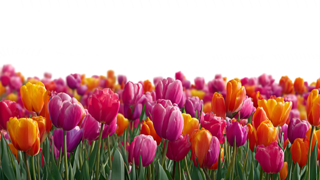 fresh tulip border isolated on transparent background.