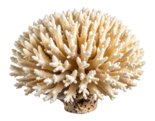 Close-up of Single Coral Head with Detailed Texture, isolated on a transparent background