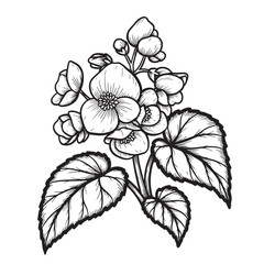 Fototapeta premium Detailed vector illustration of a delicate begonia plant with blooming flowers and large leaves