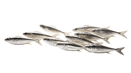 A school of silver fish swimming together in a tight formation against a transparent background space filling