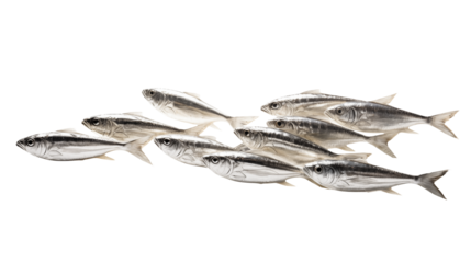 A school of silver fish swimming together in a tight formation against a transparent background space filling