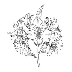 Elegant detailed monochrome line art illustration of a beautiful alstroemeria floral bouquet