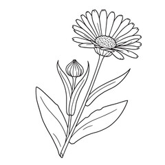Elegant line drawing of a calendula flower with a bud and detailed foliage