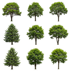 Isolated Trees Collection Nature Plant Green Forest PNG Background