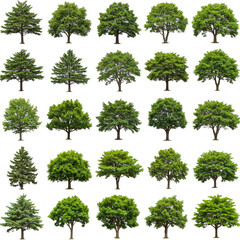 Isolated Trees Set Green Forest Plant Summer Foliage