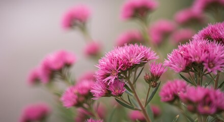 Obraz premium Delicate Pink Flower Blooms - Close-up shot of numerous vibrant pink flowers in full bloom, creating a soft and romantic aesthetic