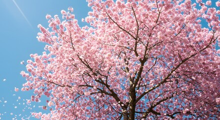Fototapeta premium A serene cherry blossom tree in full bloom soft pink petals falling