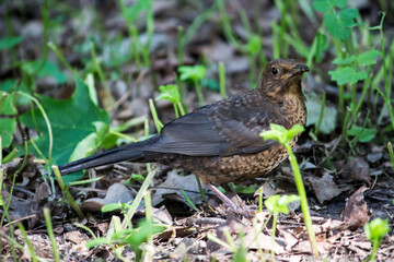 blackbird. close-up. colorful bird photo. close-up. blurred background. screen saver