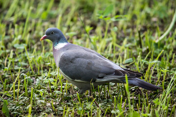 wood pigeon. close-up. colorful bird photo. close-up. blurred background. screen saver