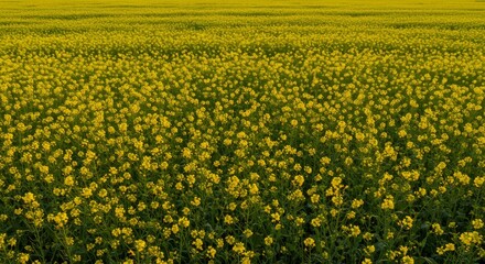 Fototapeta premium Golden Meadow of Mustard Flowers - Vibrant yellow mustard flowers blanket a vast field, symbolizing abundance, nature's beauty, springtime joy, renewal, and serenity