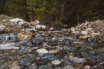 stream in the forest