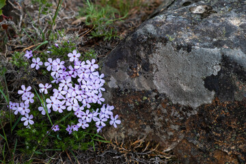 flowers on the rock