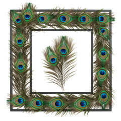 Obraz premium Peacock Feather Frame Isolated Background Decorative Ornamental Design