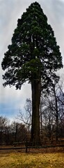 Giant sequoia
