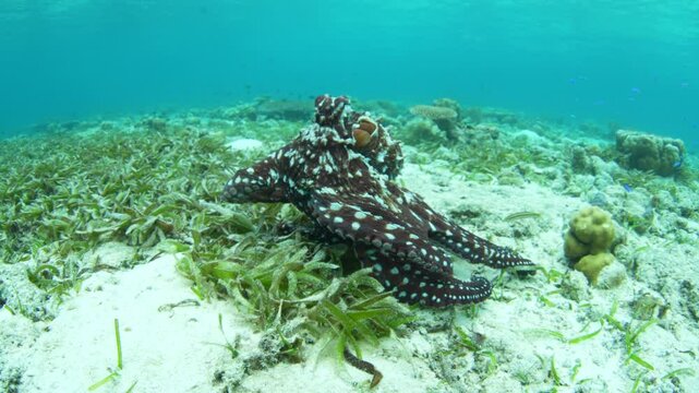 A Day octopus, Octopus cyanea, explores the seafloor of a shallow reef and seagrass meadow in Wakatobi National Park, Indonesia. These aggressive octopus will cannibalize smaller individuals.