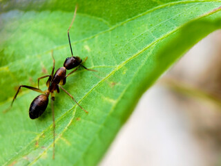 close up an ant on green leaf
