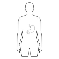 Vector line drawing stomach organ in human body. Drawing illustration stomach in male body. Vector design for medical poster, donor, icon and education
