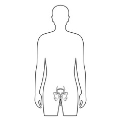 Vector line drawing reproductive organ in human body. Illustration penis, testicles, prostat in male body. Vector design for medical poster, donor, icon and education