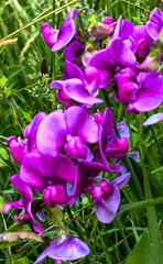 A closeup of vibrant purple flowers blooming in a serene setting, showcasing their elegance and beauty
