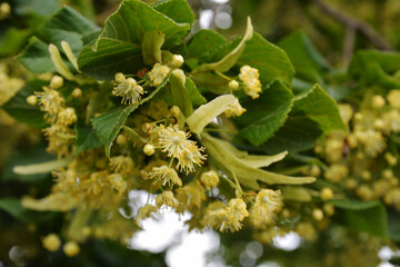 Bracts and pale yellow flowers of linden tree in June