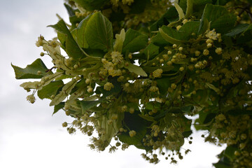 Bracts and pale yellow flowers of linden tree in June
