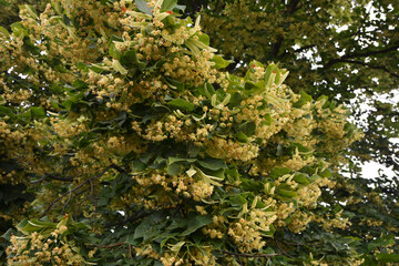 Bracts and pale yellow flowers of linden tree in June