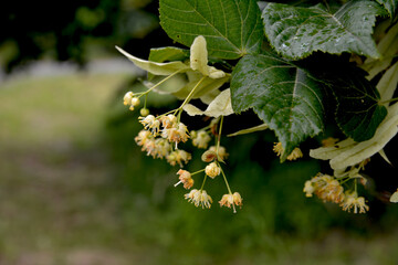 Bracts and pale yellow flowers of linden tree in June