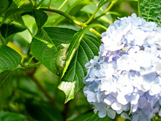 紫陽花の花とモリアオガエル