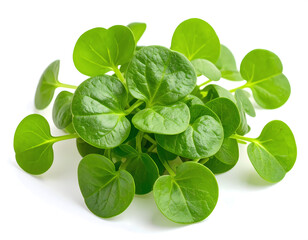 Watercress on White Background