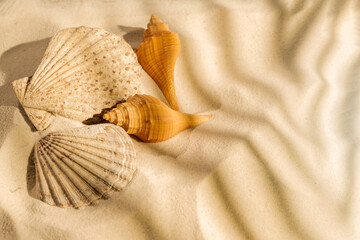 Seashells on a beautiful sandy beach. Natural background. Summer concept. Top view