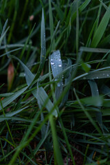 water droplets on grass