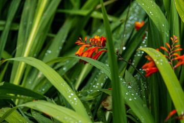 dew on the grass
