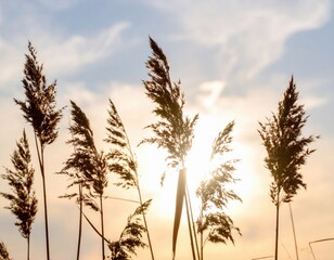 Sunset Silhouette Of Tall Grass