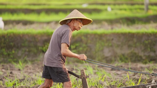 Old balinese rice farmer plowing paddy field with wooden plough and working farm animal, water buffalo or carabao, conical asian hat, senior man