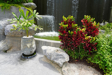 Tropical green plants. Garden decorating ideas for tropical gardens style or Bali style gardens 