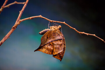 Orange oakleaf butterfly (Kallima inachus) Indian oakleaf or dead leaf butterfly with wings closed, it closely resembles a dry leaf with dark veins and is a commonly cited example of camouflage