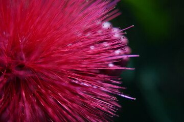 thistle flower macro