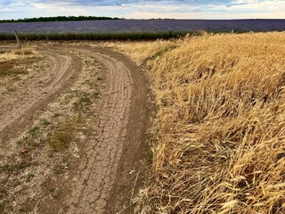 Fototapeta premium Photo of a country landscape at sunset with a road, a field of ripe wheat, lavender and a young vineyard under a beautiful sky with colorful clouds.