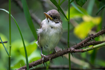 a gray warbler chick on a branch. colorful wildlife photo. close-up.