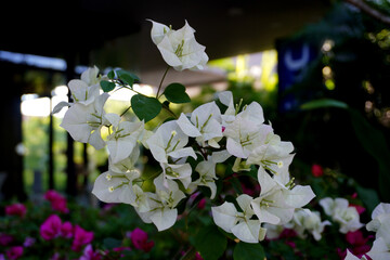 Bougainvillea flowers, selective focus. Beautiful Bougainvillea flowers or Paper Flower