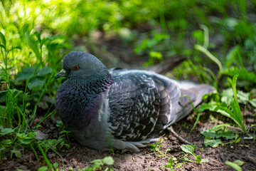 A blue pigeon is sitting in the grass .colorful photo . bokeh. close-up. space for the text. blurred background with highlights. bokeh.